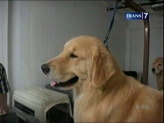 Golden Retriever, Anjing Pemburu Butuh Perawatan Khusus