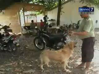 Ular Sanca 4 Meter Temuan Warga Menghilang