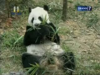 Koi Koi dan Jin Jin, Panda Raksasa Menyapa Singapura