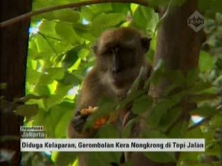 Di Jakarta, Puluhan Kera Turun ke Jalan