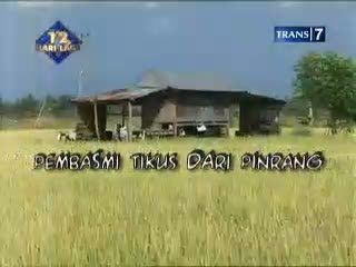 Pembasmi Tikus dari Pinrang