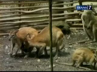 3 Satwa Langka Indonesia Lahir di Bali