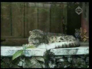 Taman Safari Kedatangan 2 Macan Tutul Asal Himalaya