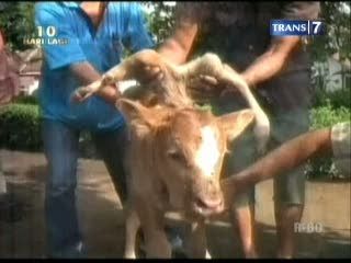 Aneh, di Punggung Sapi Tumbuh Kaki
