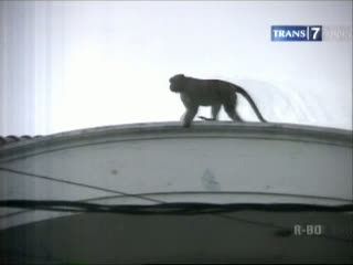 Monyet Liar Masuk Pemukiman Mewah