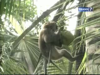 Sekolah Monyet, Latih Monyet Petik Kelapa