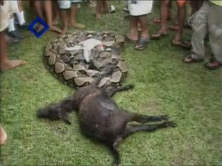 Telan Kambing, Ular Phyton 6 Meter Ditangkap
