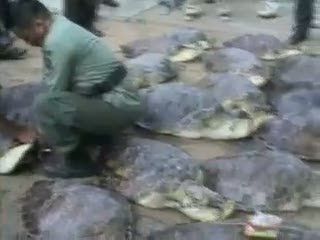 Puluhan Penyu Selundupan Dilepas ke Laut