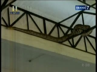 Tak Diawasi, Ular Phyton 5 M Lepas dari Kandang