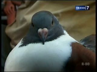 Uniknya Merpati Jumbo