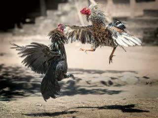Hiburan Tradisional, Kontes Sabung Ayam