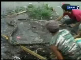 Penemuan Ular Phyton Gegerkan Warga
