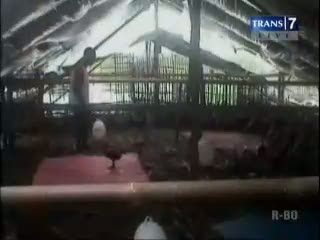 Puluhan Ribu Itik Mati Mendadak