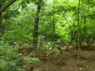 Potret Taman Kota dan Hutan Ibukota
