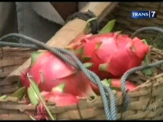 2500 Buah Naga Dipanen untuk Natal dan Tahun Baru