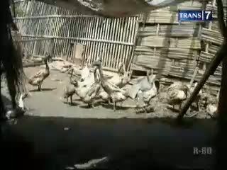 Vaksin Flu Burung Ditemukan