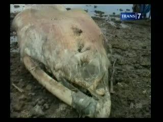 Bangkai Paus Putih Raksasa Terdampar