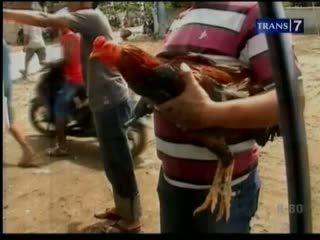 Sita Ayam Aduan, Polisi Dihadang Warga