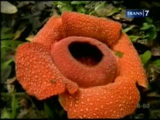 Penemuan Bunga Rafflesia Anoldi