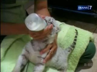 3 Bayi Harimau Putih Lahir di Penghujung 2012