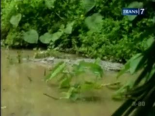 Buaya Masuk Pemukiman Warga