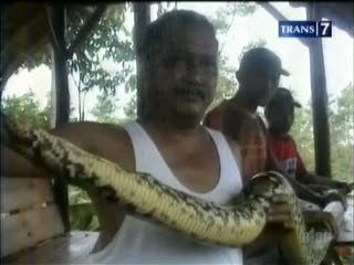  2 Ular Sanca Pemakan Ternak Ditangkap Warga