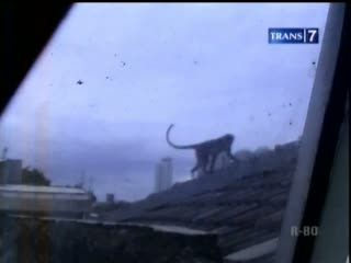 Monyet Ngamuk Gigit Beberapa Orang Warga