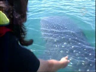 Hiu Bentar, Objek Wisata yang Ditunggu Wisatawan