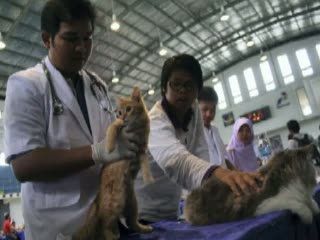 Kontes Model Kucing