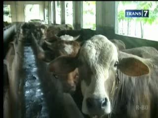 Pemerintah Kembangkan Sawit Sapi