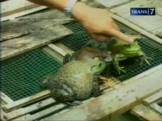 Katak, Hewan Menjijikan namun Menjanjikan