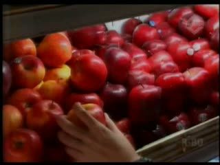 Impor Buah Disetop, Harga Melonjak Hingga 100%