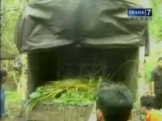 Orang Utan Disita dari Warga