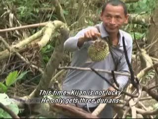 Mata Pencaharian Suku Talang Mamak