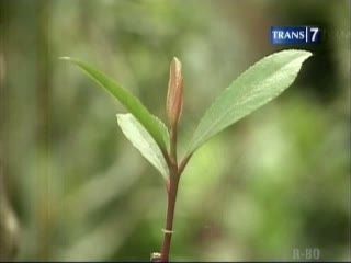 Tanaman Khat, Teh Arab untuk Tambah Stamina?