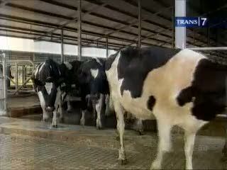 Untung Besar Dibalik Impor Daging Sapi