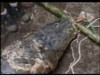 Penemuan Ikan 1 Kwintal, Gegerkan Warga