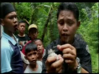 Serunya Berburu Burung Cangkurileung di Hutan