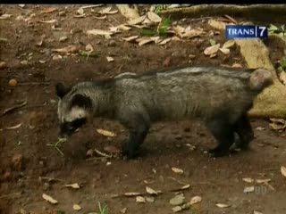 Manfaat dan Asal-usul Kopi Luwak