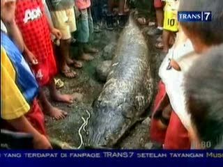 Ikan Purba Raksasa Ditemukan Warga
