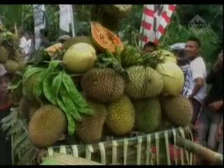 Petani Adakan Pesta Durian Lolong