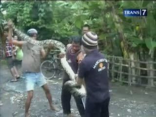 Usai Banjir, Ular Sanca 4 Meter Dijinakan Warga