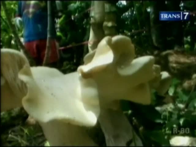Jamur Raksasa Lebih dari 1 Meter Gegerkan Warga