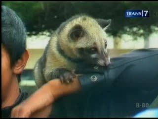 Komunitas Pecinta Musang