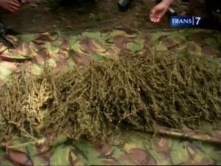Pro Kontra Legalisasi Ganja