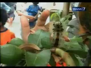 Heboh! Penemuan Ulat Bulu Ukuran Jumbo