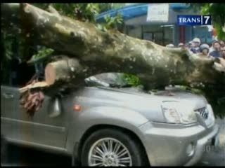Ibu Muda Nyaris Tewas Tertimpa Pohon