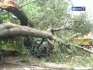 3 Mobil Tertimpa Pohon Tumbang
