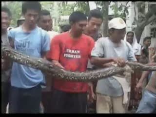 Ular Phyton 5 Meter Ditangkap Warga