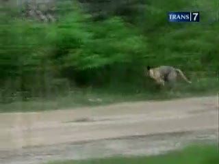 Operasi Murah Hewan Kesayangan Operasi Murah Hewan Kesayangan